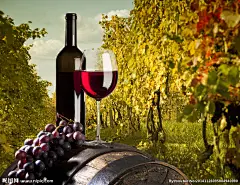 红酒 葡萄酒 red wine 酒庄 庄园 酿酒 红酒海报 红酒广告图片