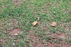 自然界草上的干叶子