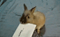会拆信封的厉害的兔子哦！！~~【来自宠物社区扑扑网www.poopur.com】