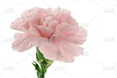 母亲节，康乃馨，粉色康乃馨，