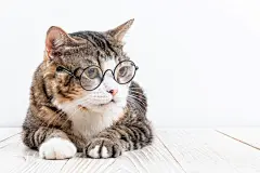 点击来源直接获取大图文件 |戴眼镜的可爱猫咪 