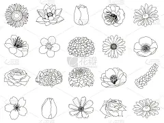 各种花的涂色书