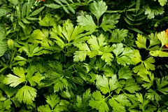 欧芹叶，俯视图。绿色欧芹的背景出版，设计，海报，日历，帖子，屏保，壁纸，明信片，卡片，横幅，封面，网