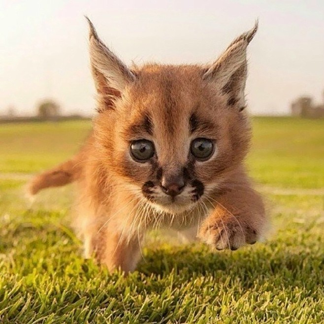 狞猫（Caracals）生活在非洲、中东...