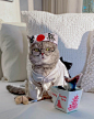 Conheça Benson, Um Gatinho De Muita Personalidade : Sejam todos bem-vindos, hoje gostaríamos de apresentar a vocês um gatinho muito especial chamado Benson. Benson é um gato que foi resgatado e adotado diretamente das ruas e sua personalidade peculiar e r