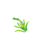 海藻
