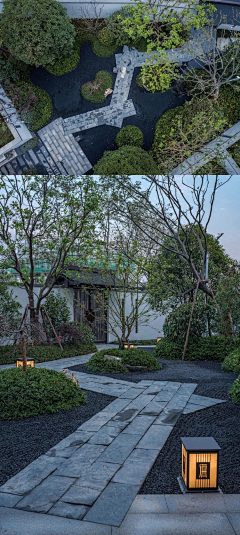 阿魏叶采集到植物全景