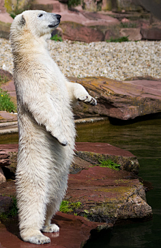 白化小清tsinghua采集到哺乳动物采集狼