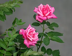 花朵, 玫瑰, 玫瑰布什, 花壁纸, 花园, 开花, 盛开, 植物, 玫瑰花