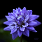 ~~Lavender Dahlia by Julie Palencia~~ 