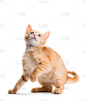 猫,小的,红色,垂直画幅,毛绒玩具,美,进行中,美人,爪子,家庭生活