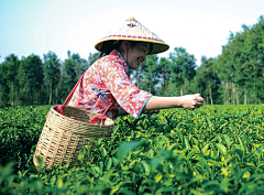 废仔是怎样练成的采集到茶文化