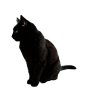 黑猫 PNG
