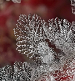 无语的境界采集到雪花的美