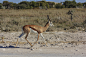 跳羚,在活动中,埃托沙国家公园,土路,水平画幅,无人,纳米比亚,户外,草,摄影