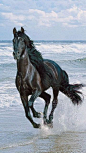 .Is there anything more majestic than a horse? More powerful yet tender? [Looks like the beautiful horse in the movie, "Black Stallion".]: 