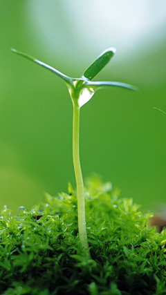 哼影๓子จุ๊บ采集到植物