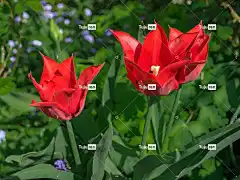 花 自然 花卉背景 美丽的花朵 郁金香 明亮的 花壁纸 春天