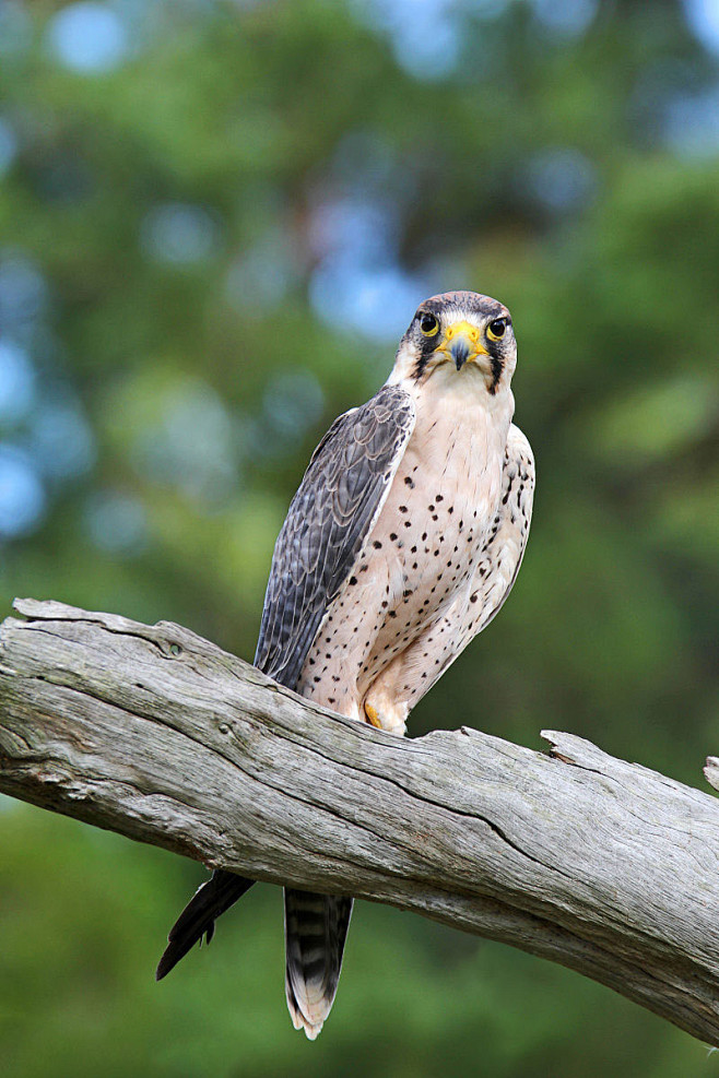 隼形目·隼科·隼属:地中海隼