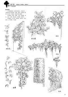 Yezee采集到手绘 植物