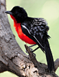 tiny-creatures:

Crimson-breasted Shrike ( Laniarius atrococcineus) by Ian N. White on Flickr.