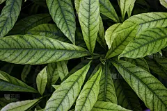 绿色栀子叶背景。植物结构。