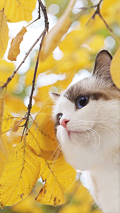 淡淡空烟火采集到爱呀爱呀猫猫咪