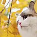 猫趣