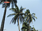 椰子树图片素材