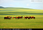 《呼伦贝尔草原风光图…》 夏季草原上的马群