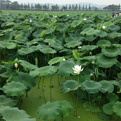 ElsaElsa采集到【素材】植物