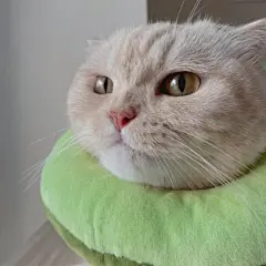 猫咪头像 - 高清图片，堆糖，美图壁纸兴趣社区
