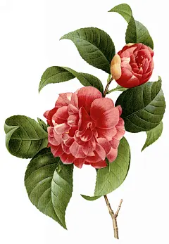 国外手绘植物花朵大全图片_1521x2200
点击浏览下一张：国外手绘植物花朵大全图片
