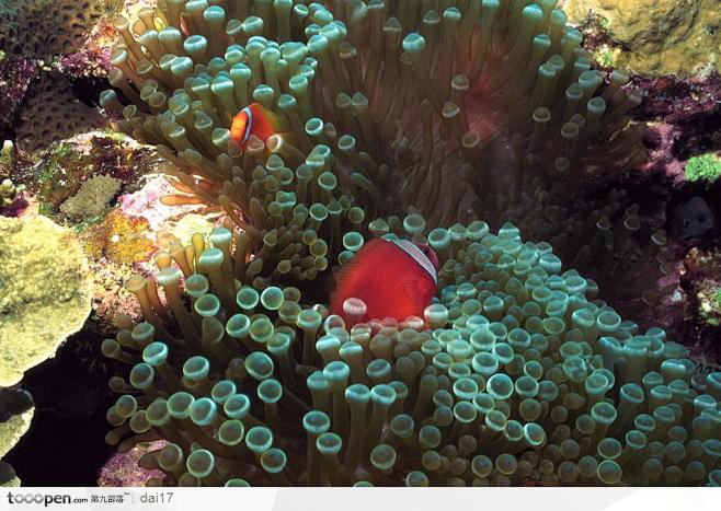 艳丽的珊瑚-圆形珊瑚上的鱼