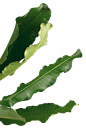 乳木果叶子_素材-绿植 _T2020116  _素材-植物