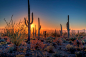 The sun sinks behind saguaro, ocotillo, and cholla cactus in Saguaro National Park