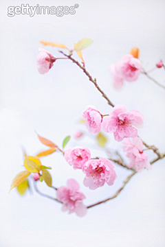 湘雲小幸运采集到花儿