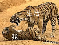 最全「生活与我」表情包合集，是谁把我摁在光滑的地上摩擦？