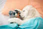 睡眠系列 - 抱着毛绒玩具熟睡的小狗