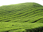 “茶山”的图片搜索结果