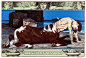 Centaur Photograph - Dying Centaur 1898 by Mary Evans