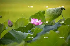 莲花 花 花壁纸 树叶 植物 芽 荷花 花卉背景 粉红色的花