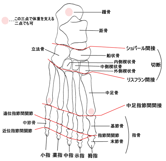 足の骨_5717617