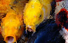 富贵鲤鱼写真24寸宽屏高清桌面壁纸下载桌面壁纸2