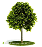 绿色植物树木园林景观3D模型下载