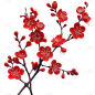红色梅花