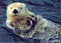 二次元超话 海獭宝宝，真的超级萌呢！ ​​​​