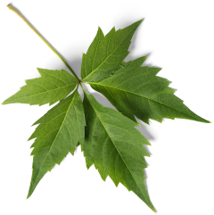Lynn_若采集到植物