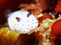 萌萌的生物——海兔子！它的英文学名是jorunna parva，算是海蛞蝓的一种，主要分布于印度洋、菲律宾海和日本海一带。