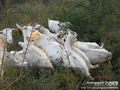 Sdfox采集到二龙山,商州仙娥湖秋色,